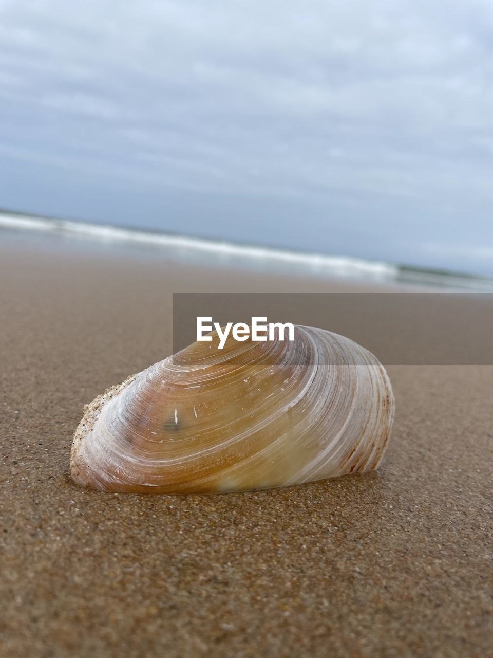 CLOSE-UP OF SHELL ON SAND