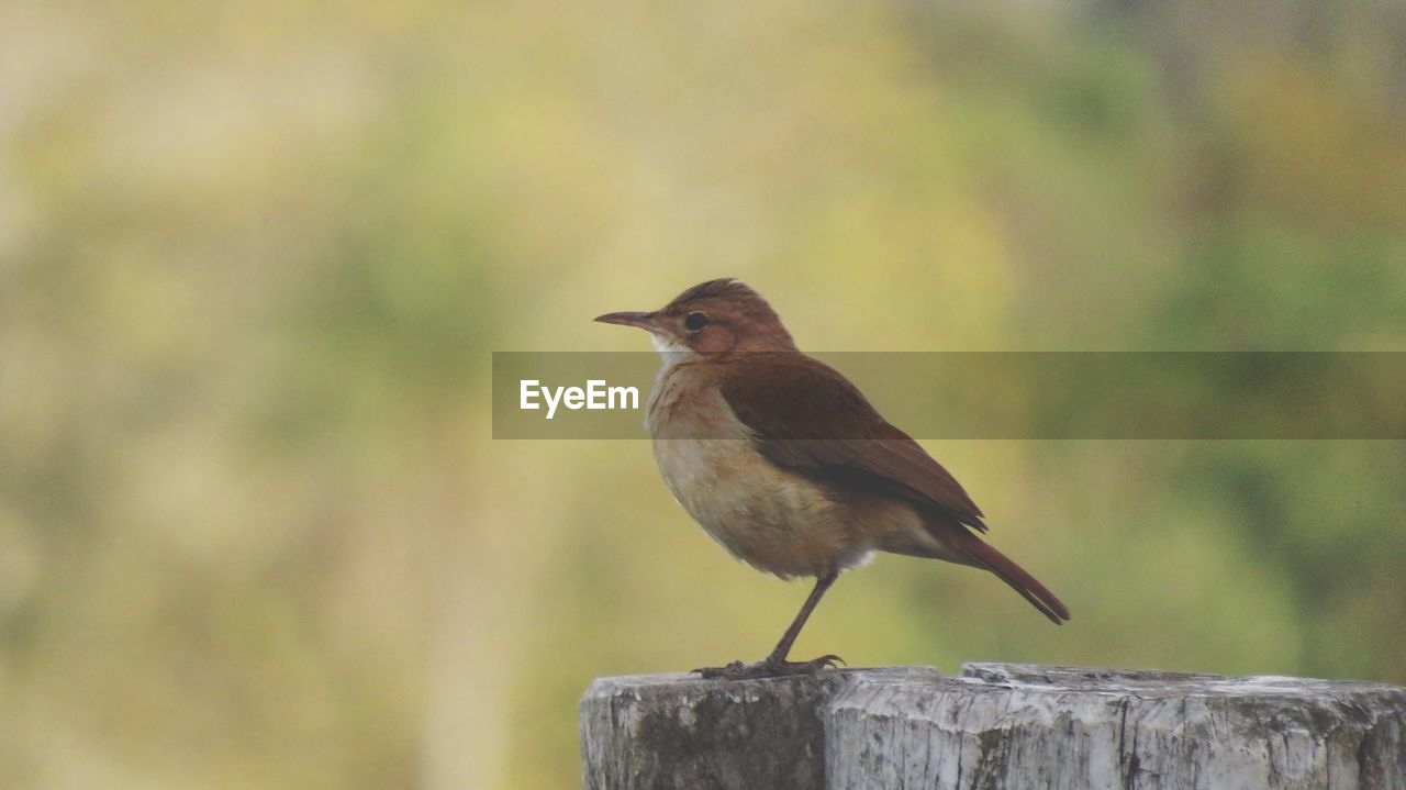 VIEW OF BIRD PERCHING ON WOODEN POST