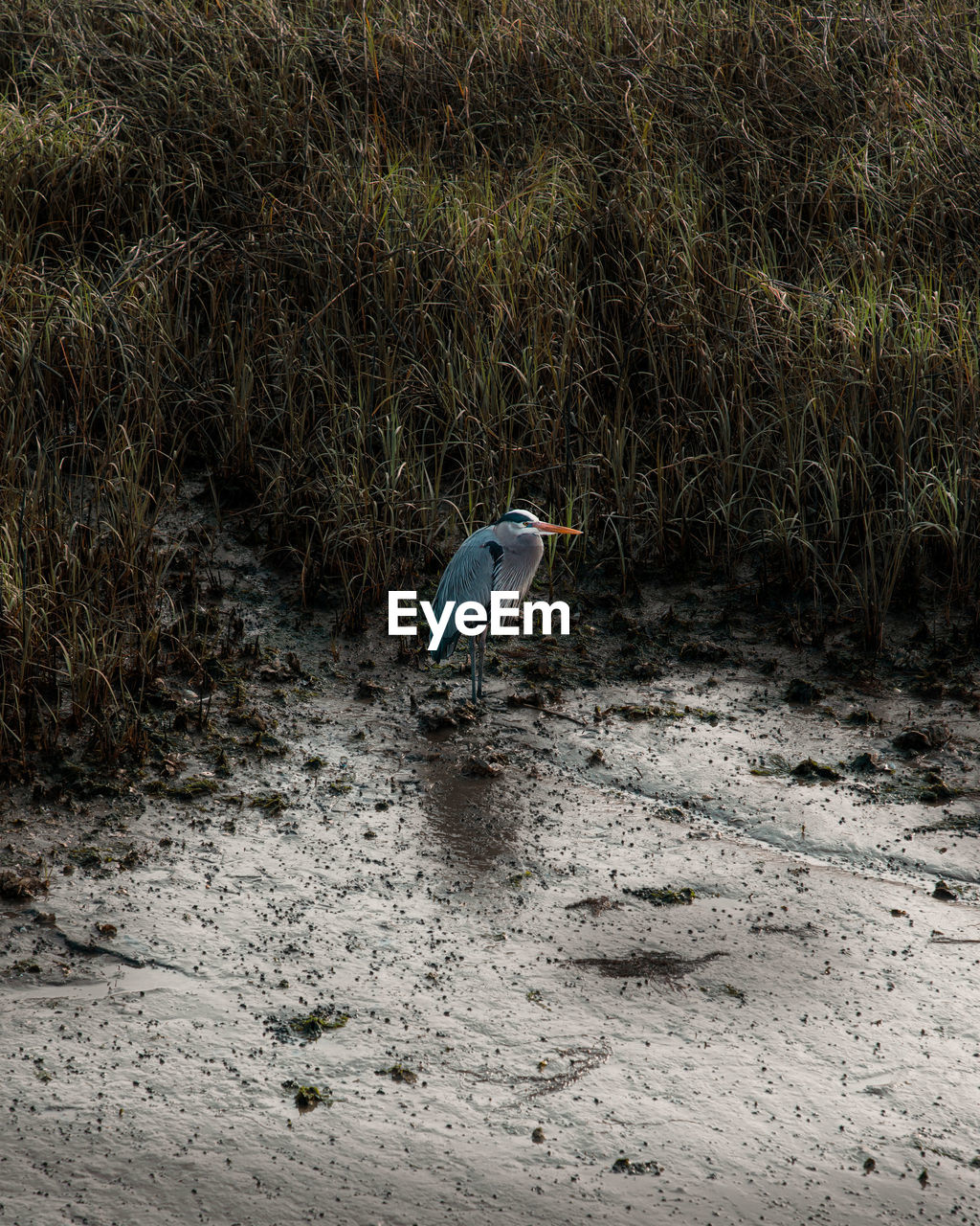 A lonely blue heron centered between light and shadows