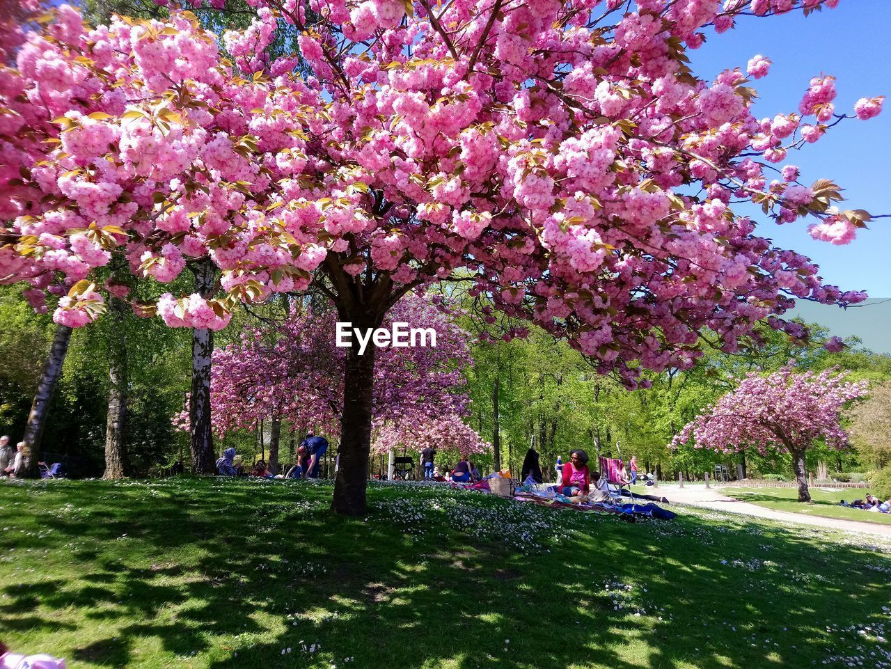 Group of people sitting by blossoms trees in park