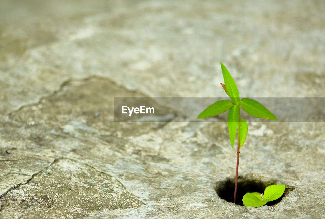 CLOSE-UP OF YOUNG PLANT AGAINST BLURRED GREEN LEAVES