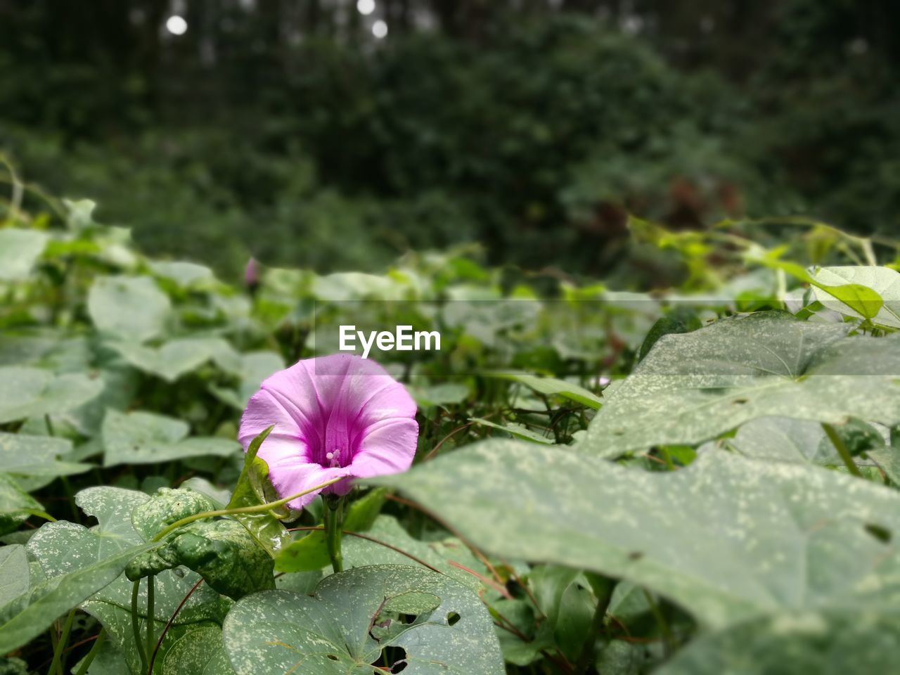 CLOSE-UP OF FRESH PURPLE FLOWER BLOOMING IN PLANT