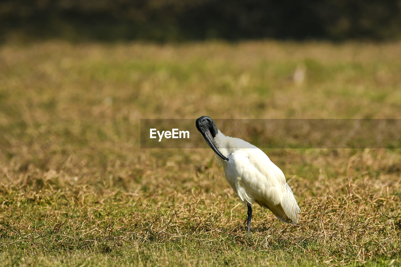 CLOSE-UP OF BIRD ON FIELD