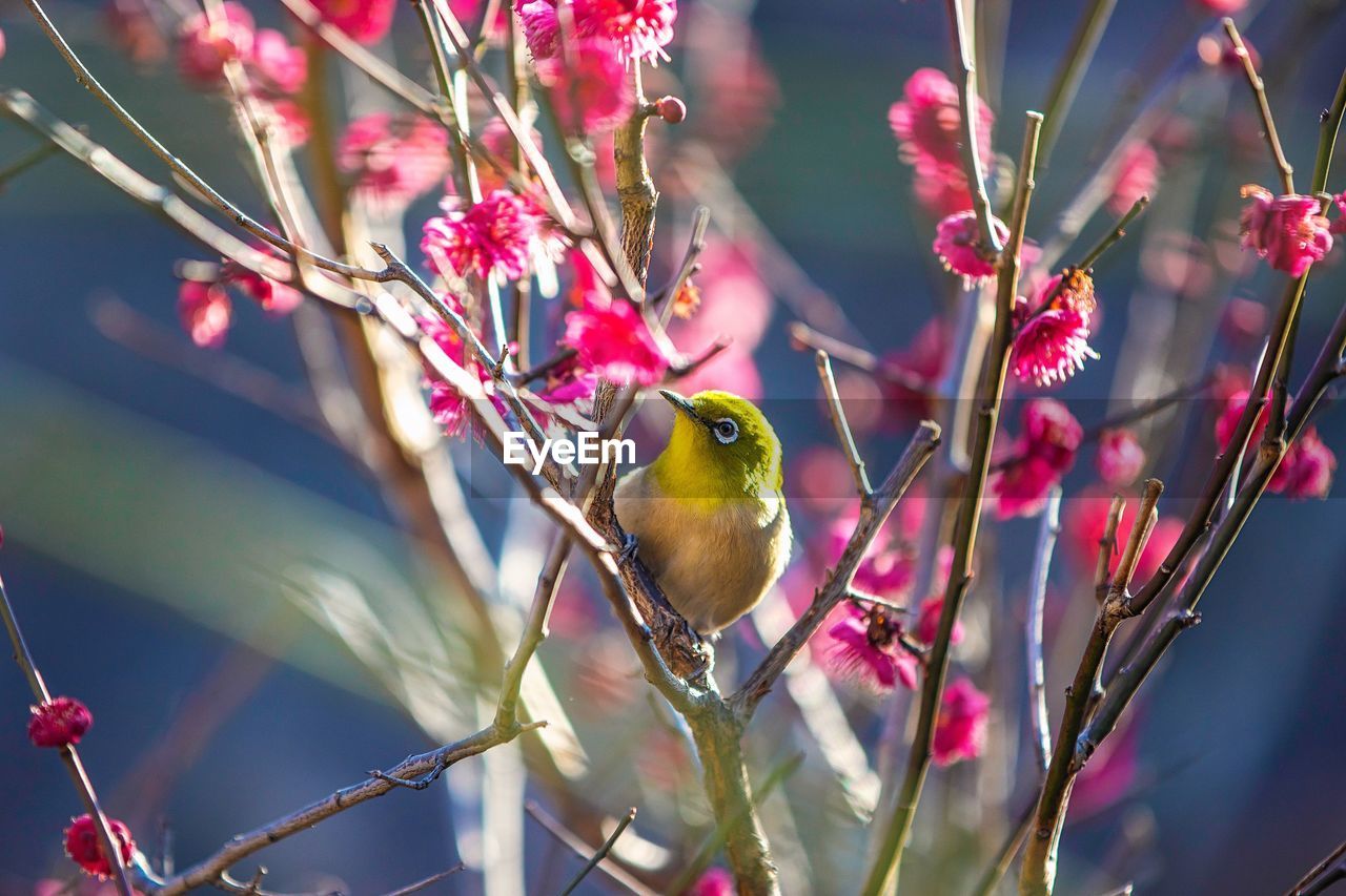 Close-up of bird perching on branch