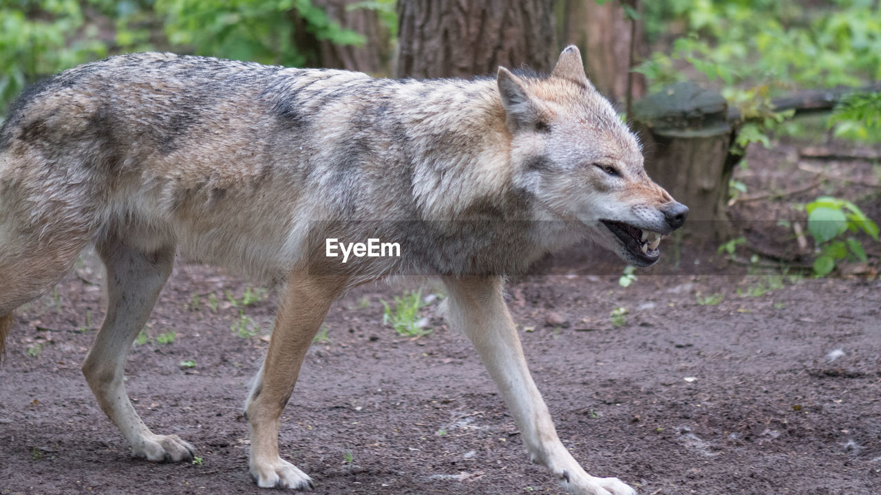 Side view of gray wolf