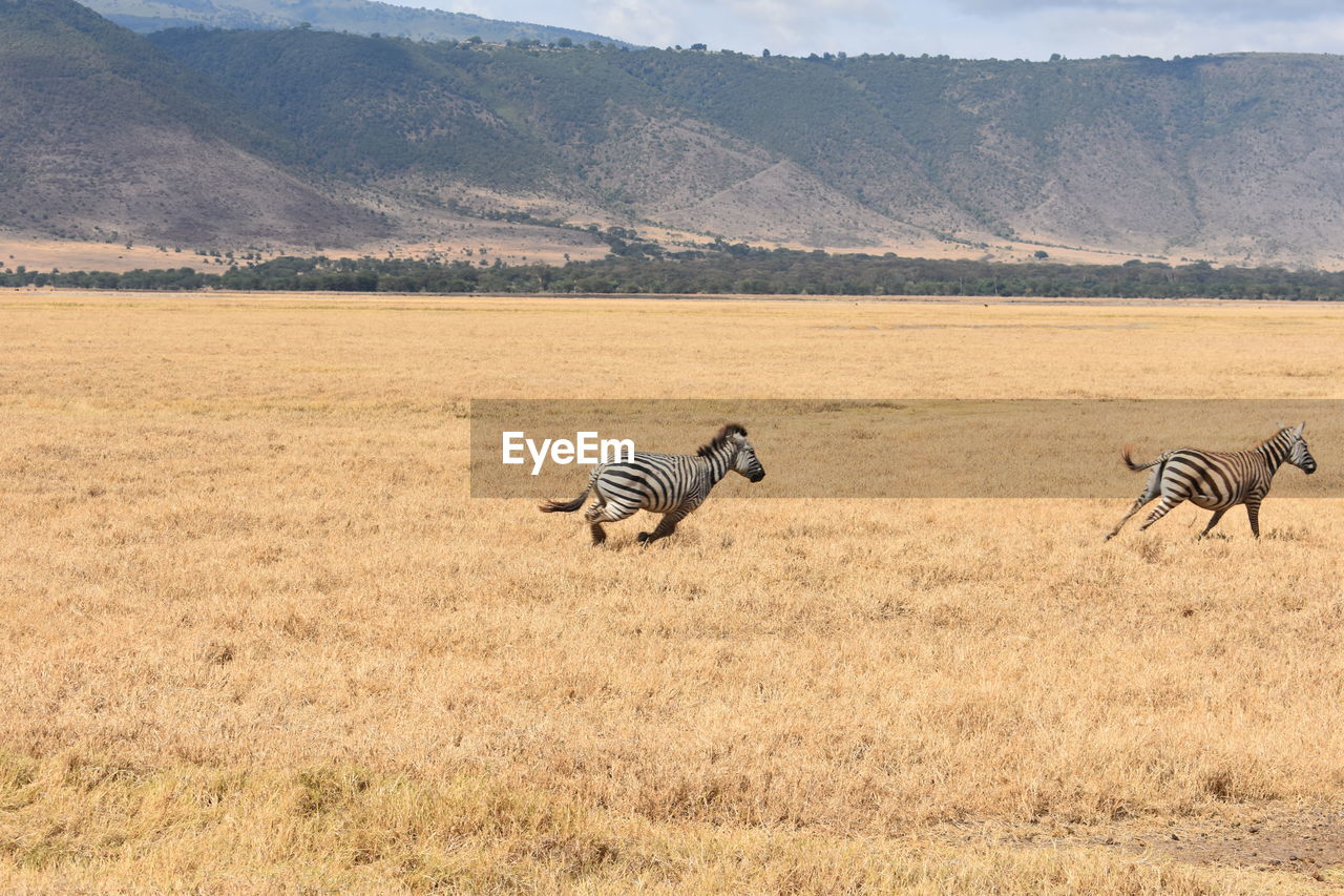 VIEW OF HORSE ON LAND