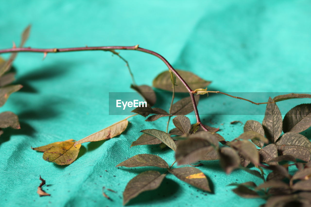 A branch of a plant with green foliage on a green background