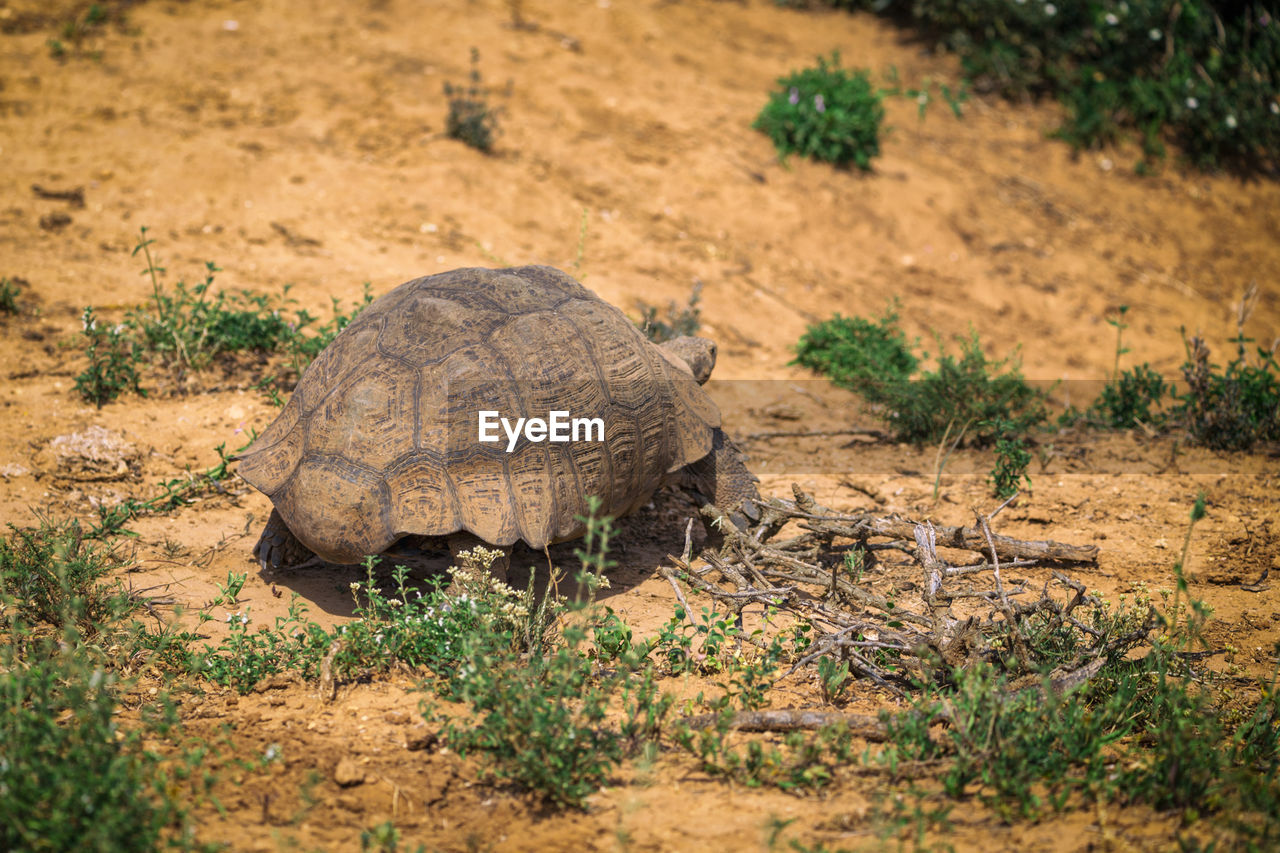 VIEW OF TORTOISE ON FIELD