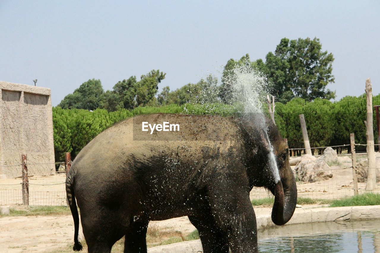 Elephant splashing water from trunk at lakeshore