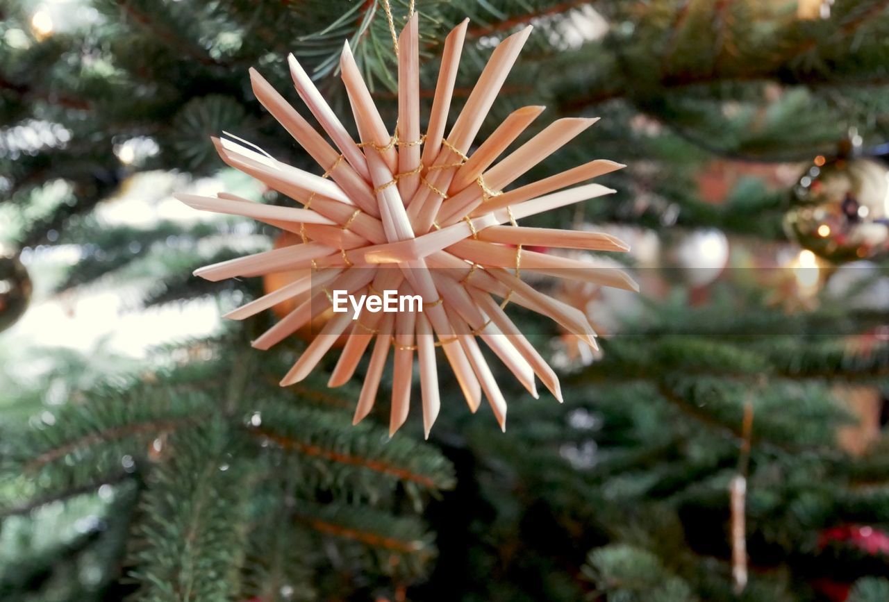 Close-up of christmas tree