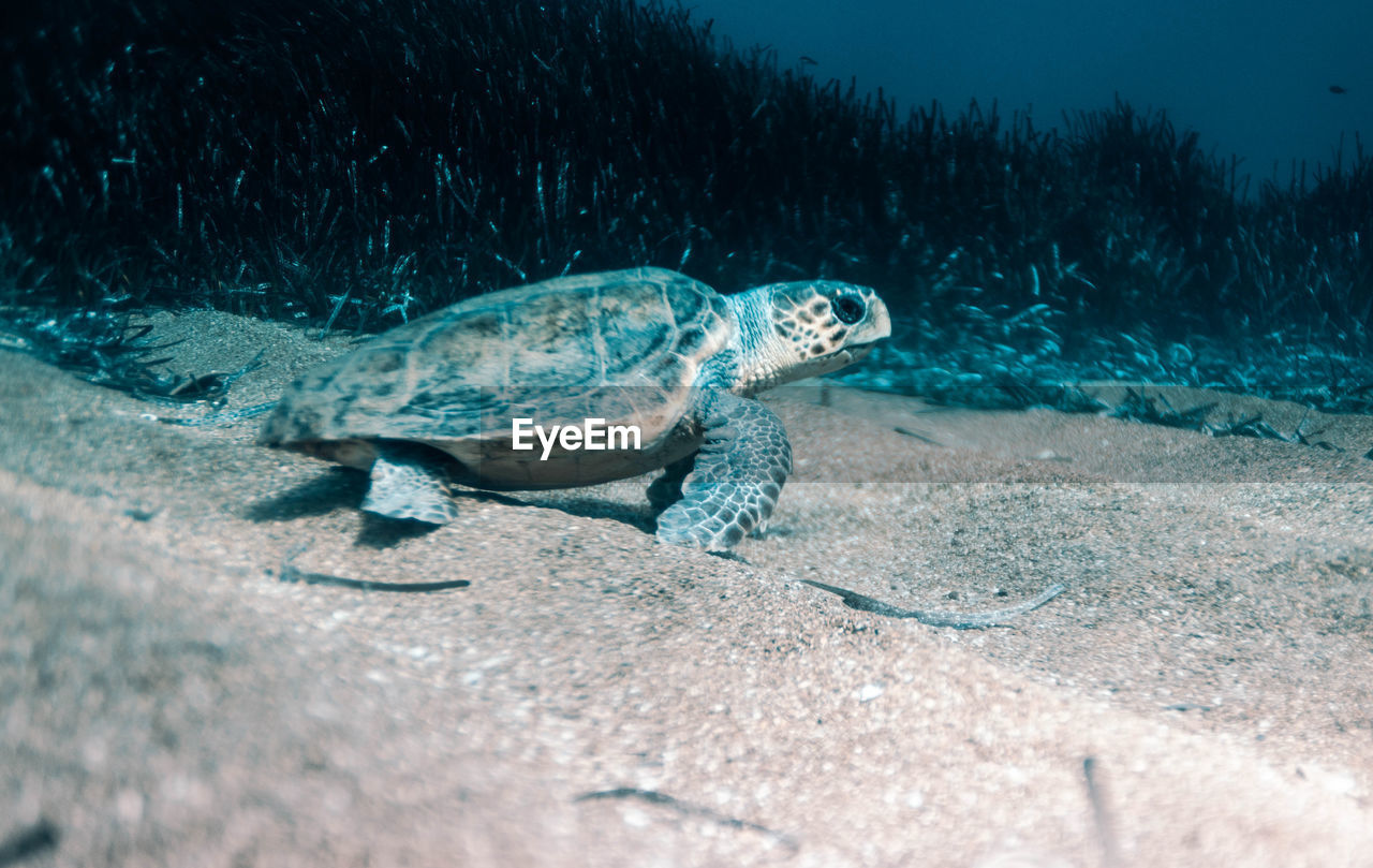 Close-up of turtle swimming in sea