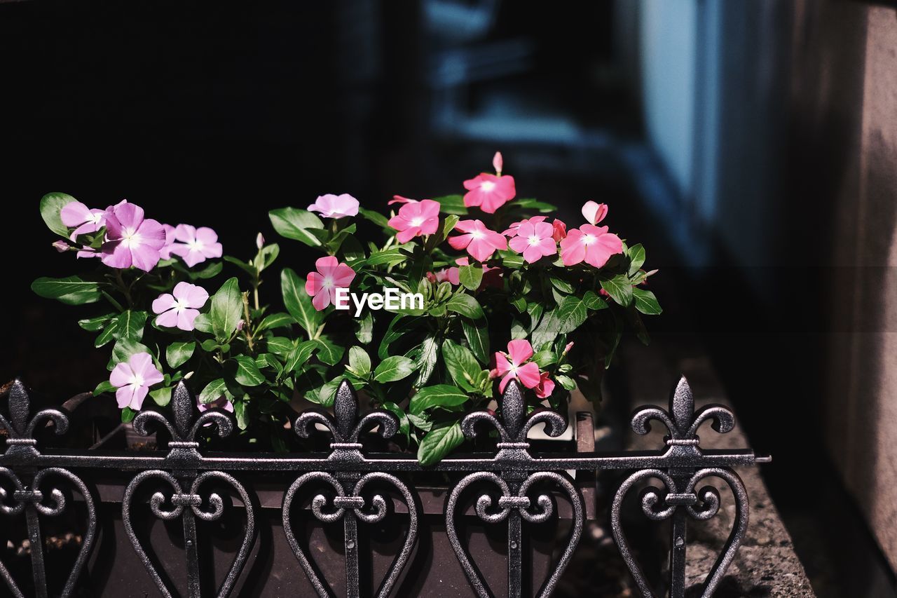 Close-up of flowering plants on railing