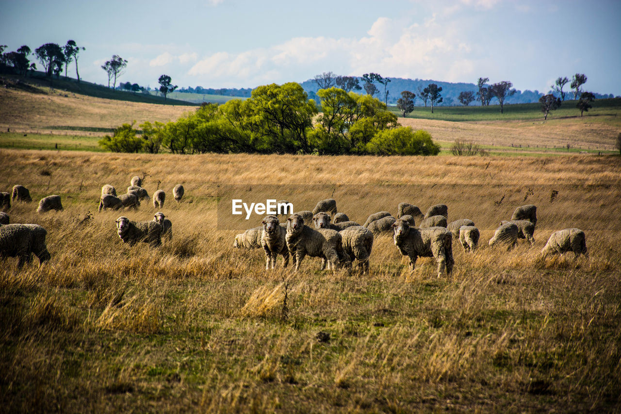 FLOCK OF SHEEP ON FIELD