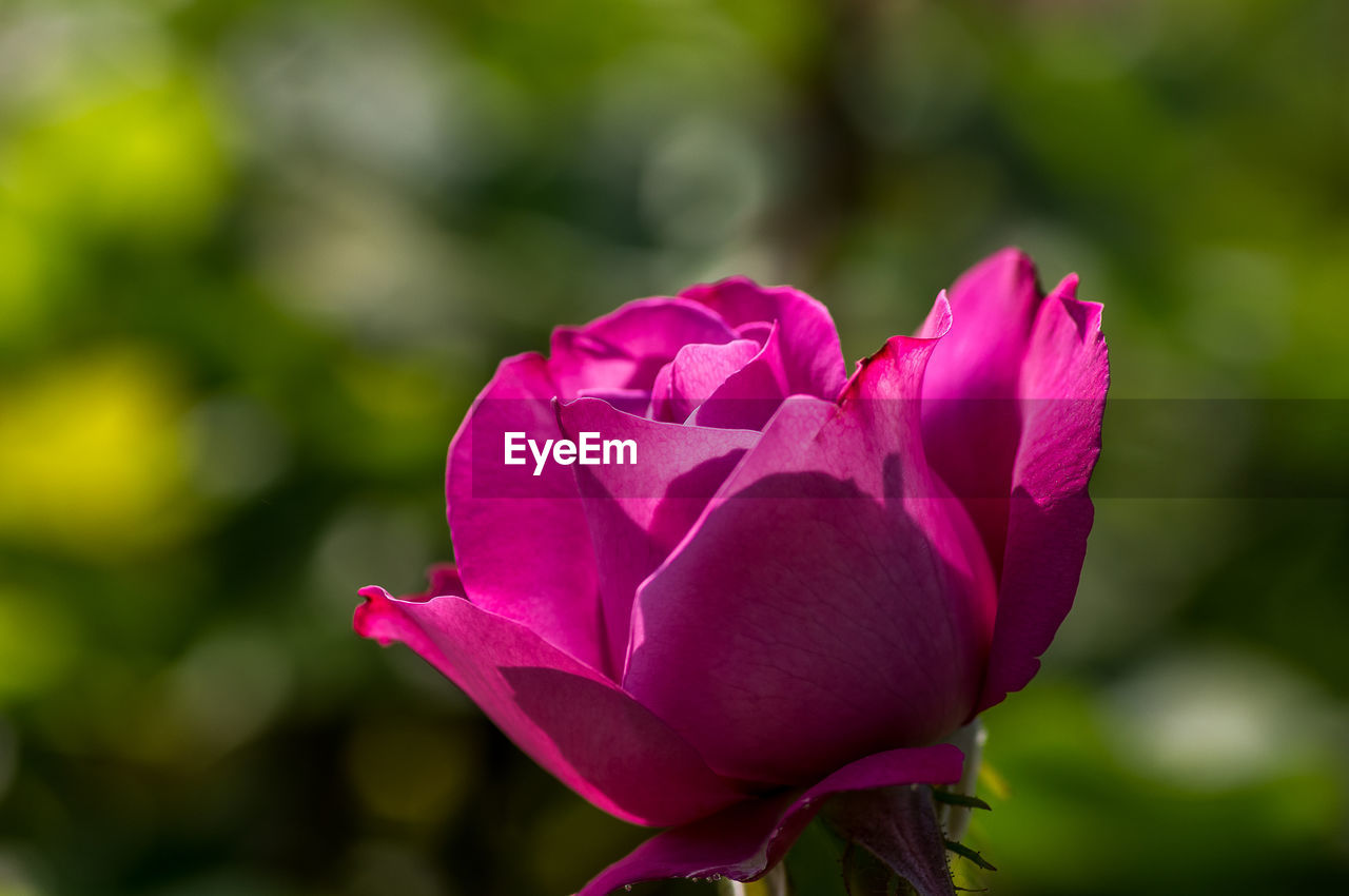 Close-up of pink rose