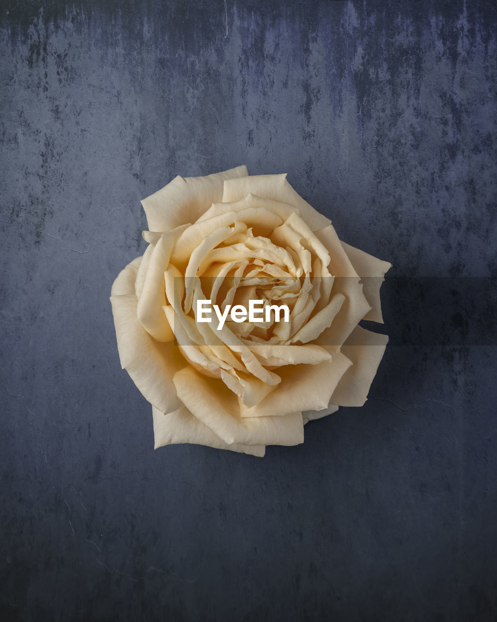 Yellow rose still life shot from birds eye view