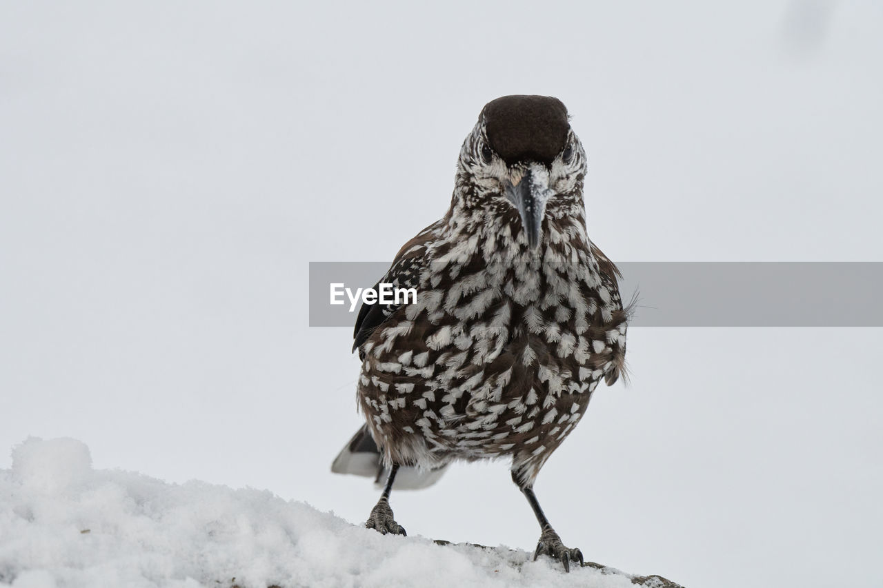 BIRD PERCHING ON A SNOW AGAINST SKY