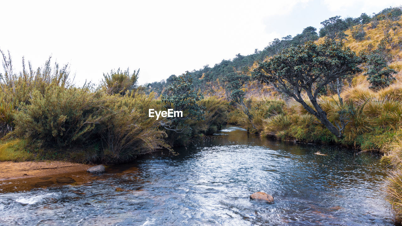 VIEW OF RIVER AMIDST PLANTS