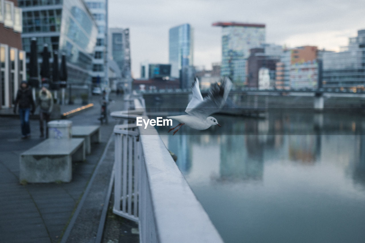 Seagull taking off from railing over river in city during sunset