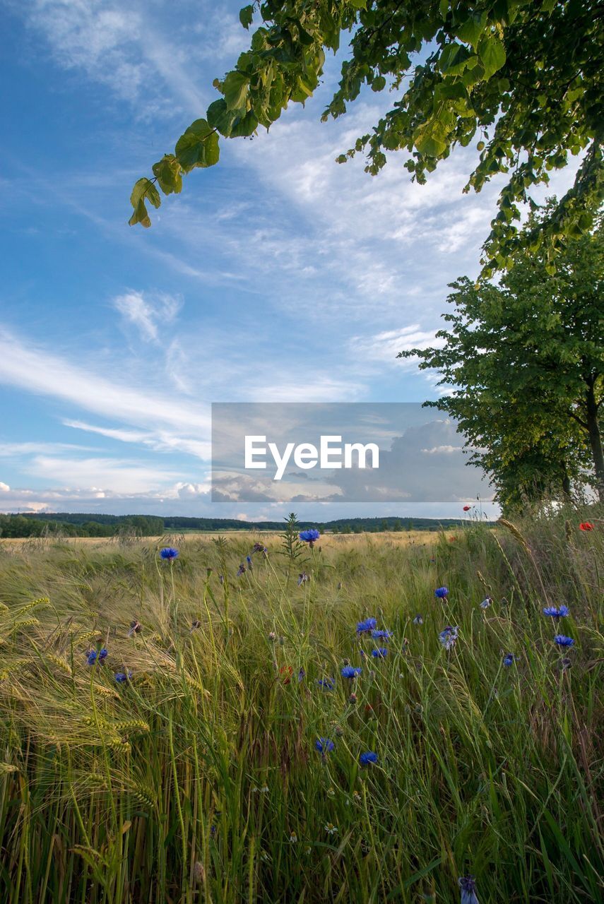 Scenic view of field against sky