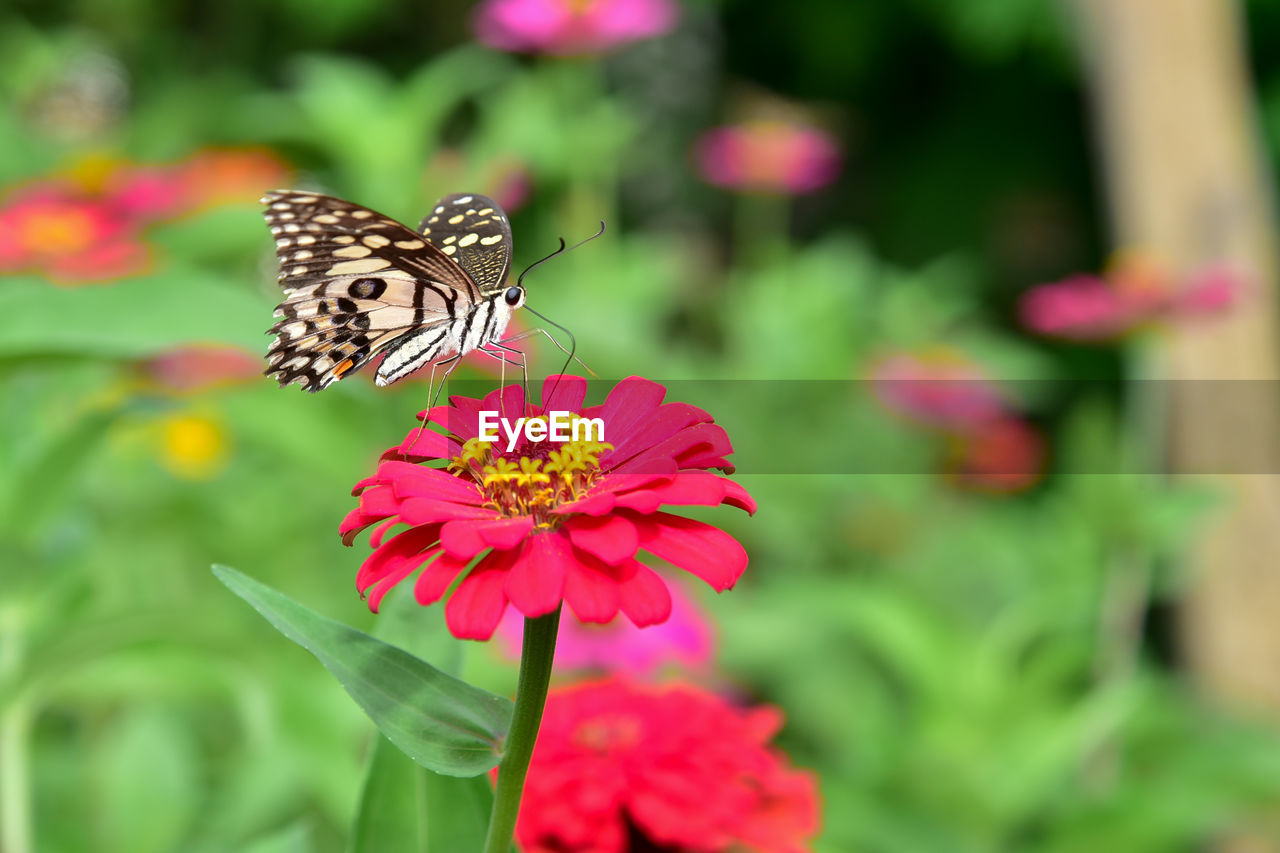 BUTTERFLY POLLINATING FLOWER