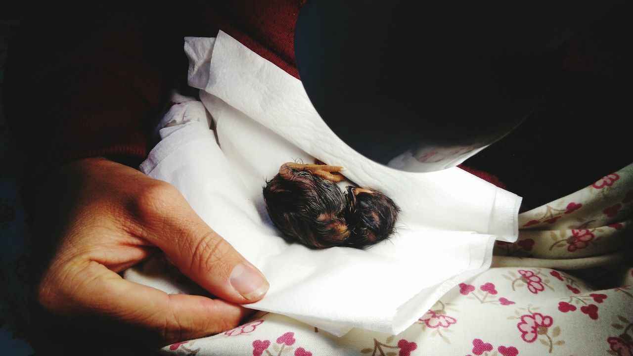 High angle view of woman with bird on fabric