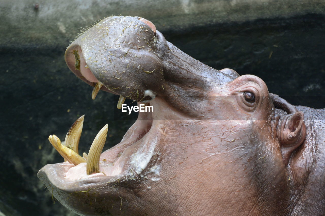 Side view of hippopotamus with mouth open