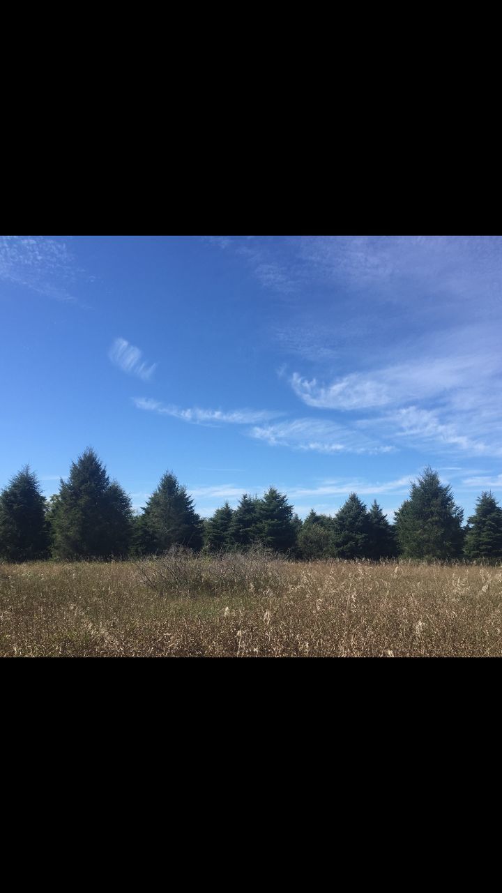 TREES ON FIELD