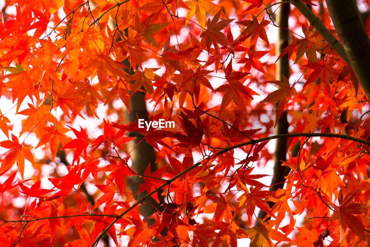 Close-up of maple leaves on tree during autumn