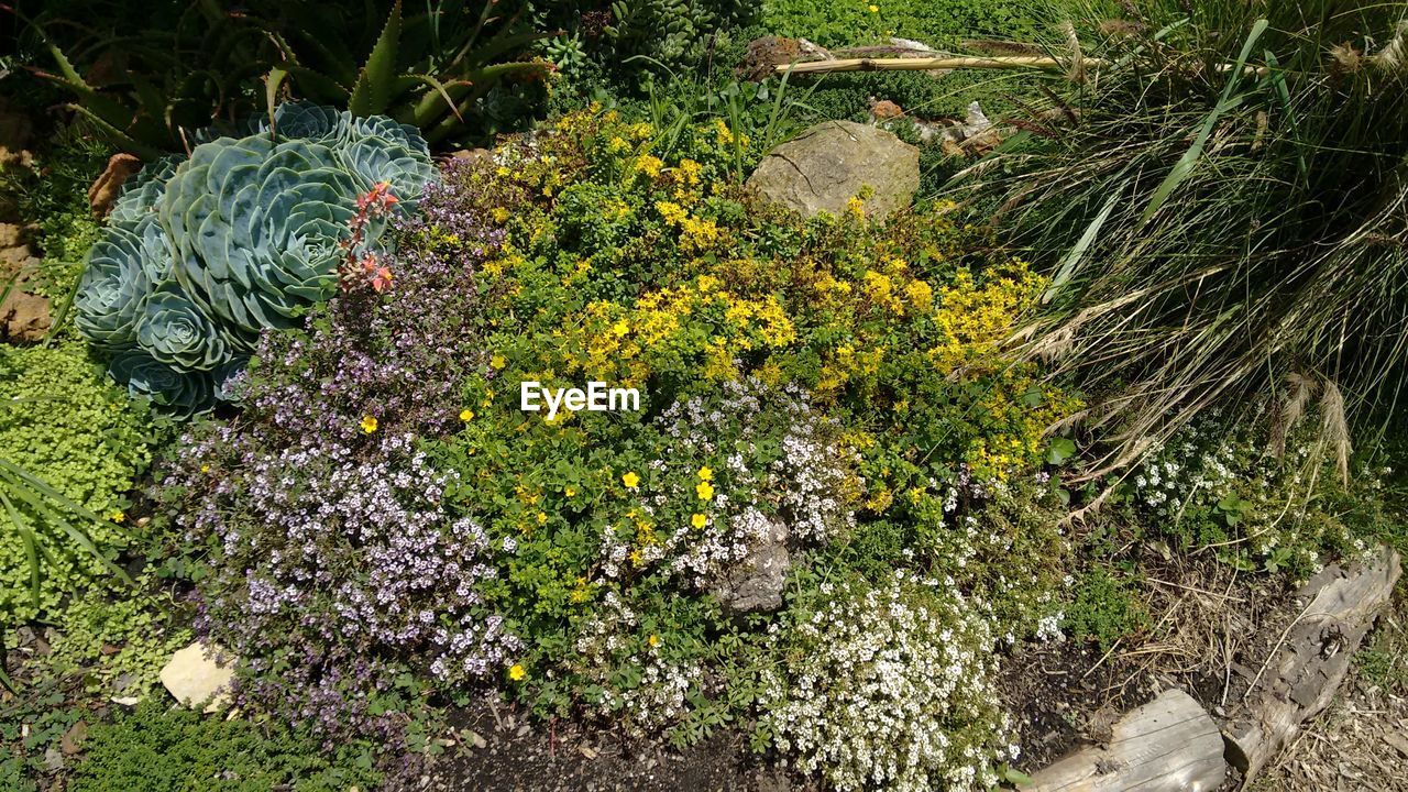 HIGH ANGLE VIEW OF FLOWERING PLANT ON FIELD