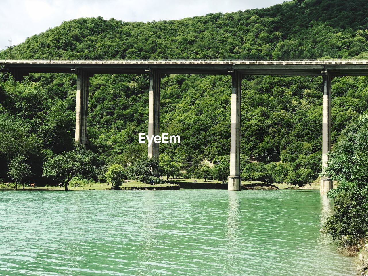 Bridge over river in forest