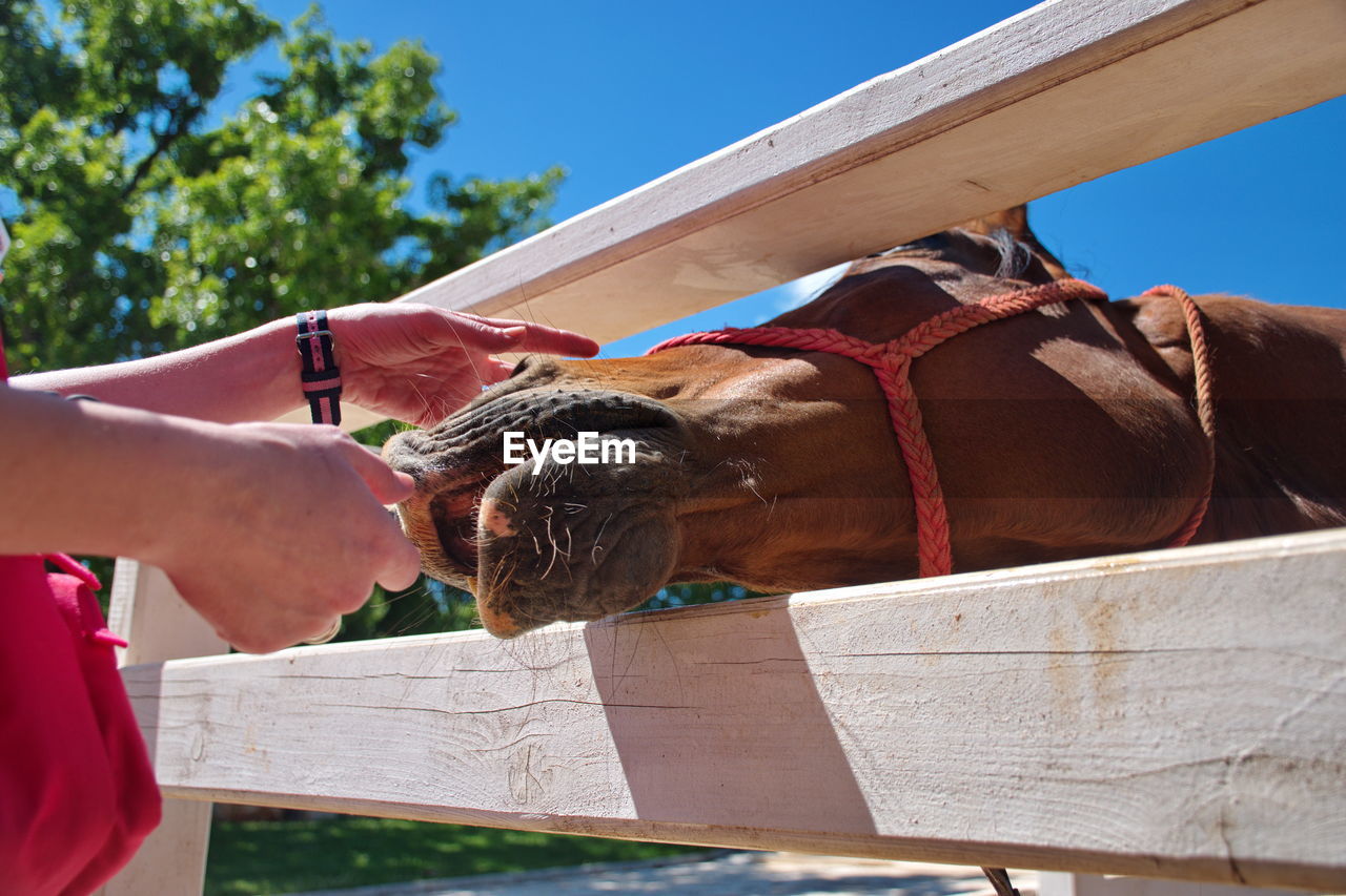 Closeup of horse in manege