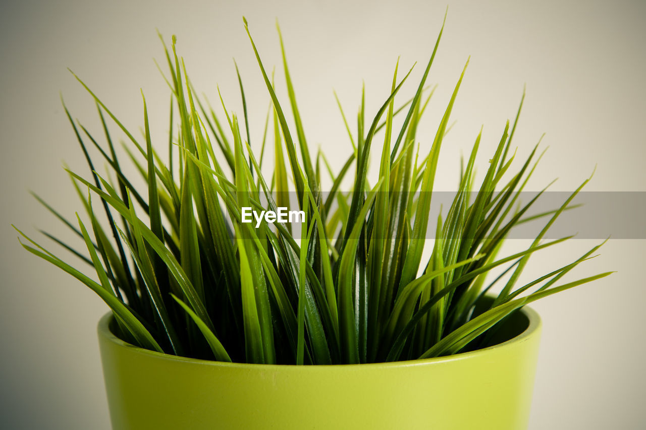 Close-up of potted plant