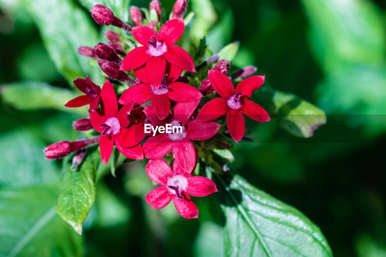 Close-up of red flowering plant