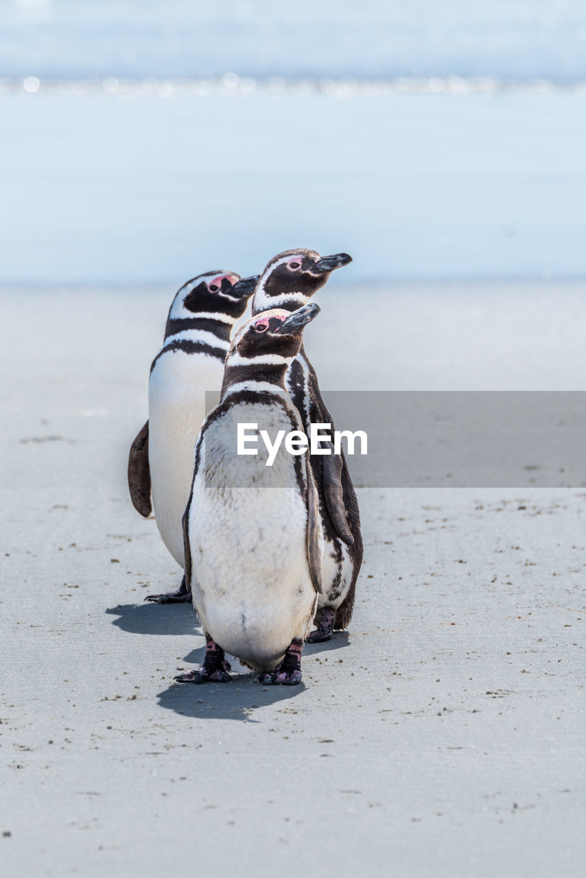 Three magellanic penguins in line on beach