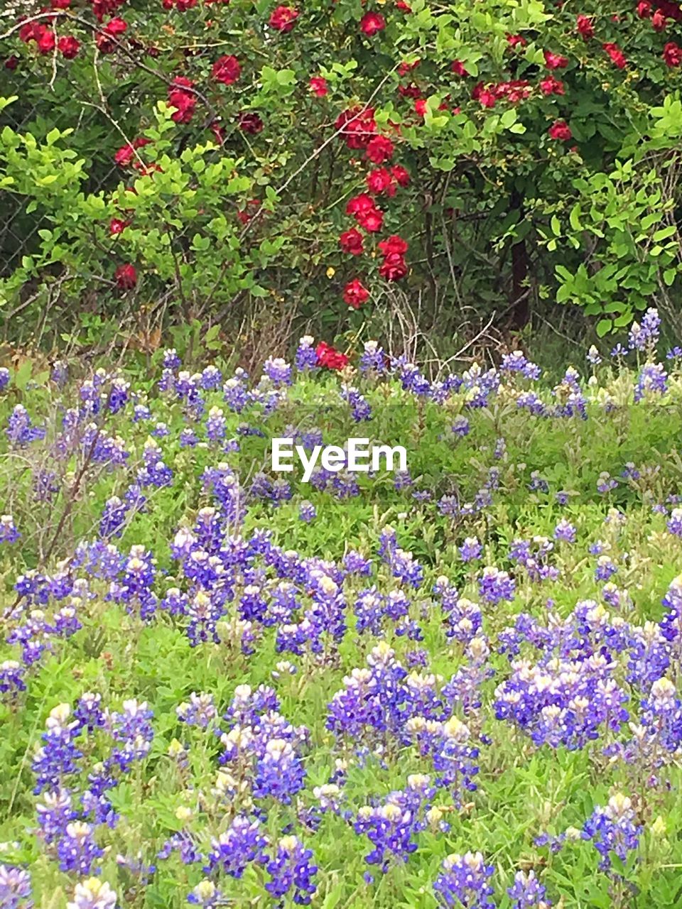 PURPLE FLOWERS IN FIELD