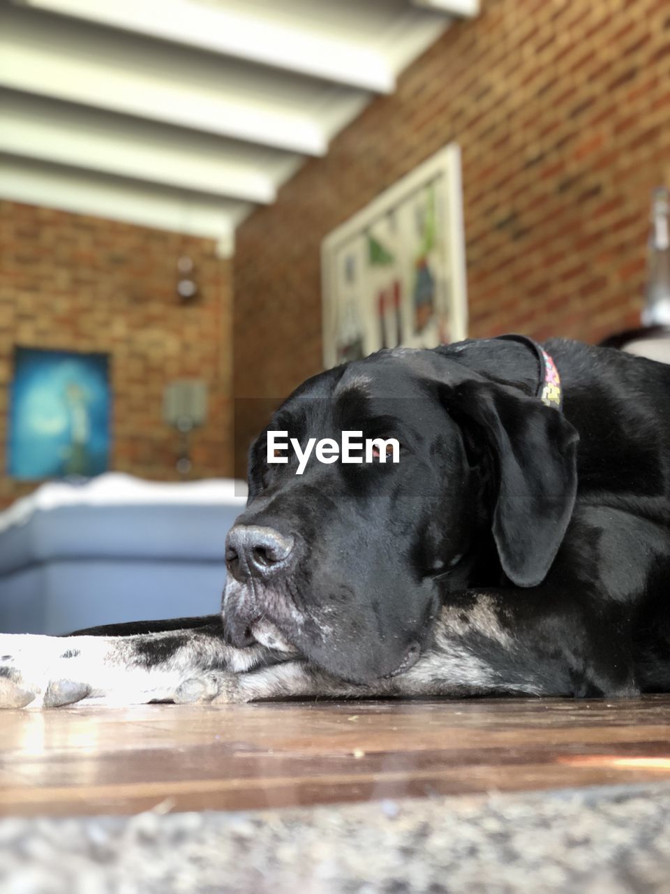 pet, one animal, animal themes, animal, dog, domestic animals, canine, mammal, black, puppy, indoors, relaxation, no people, looking, selective focus, labrador retriever, day, domestic room, flooring, portrait, architecture