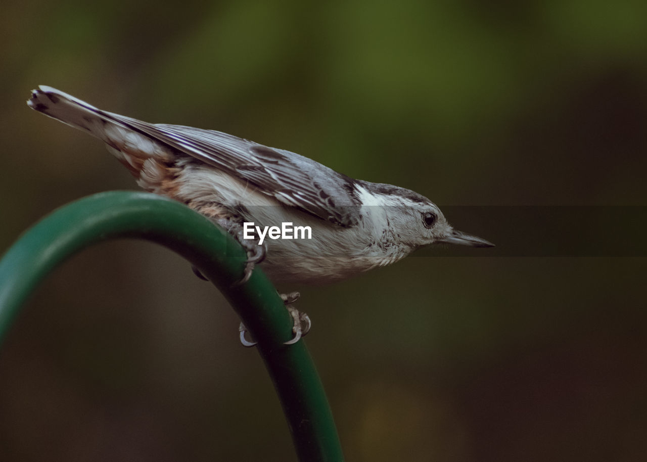 CLOSE-UP OF A BIRD