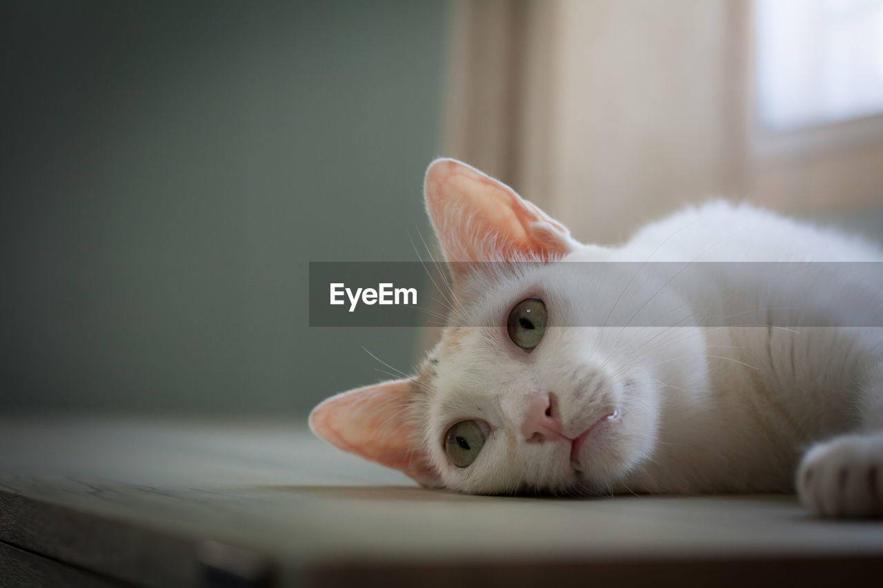 Close-up portrait of a cat