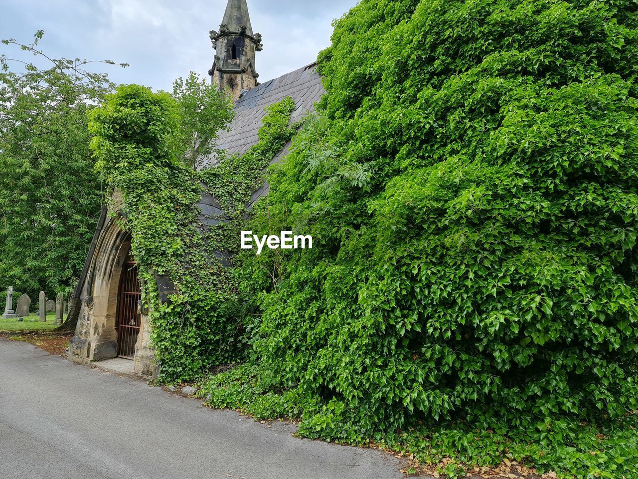 TREES GROWING BY BUILDING AGAINST SKY