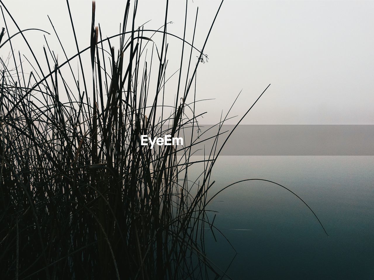 Grass growing in calm lake during foggy weather