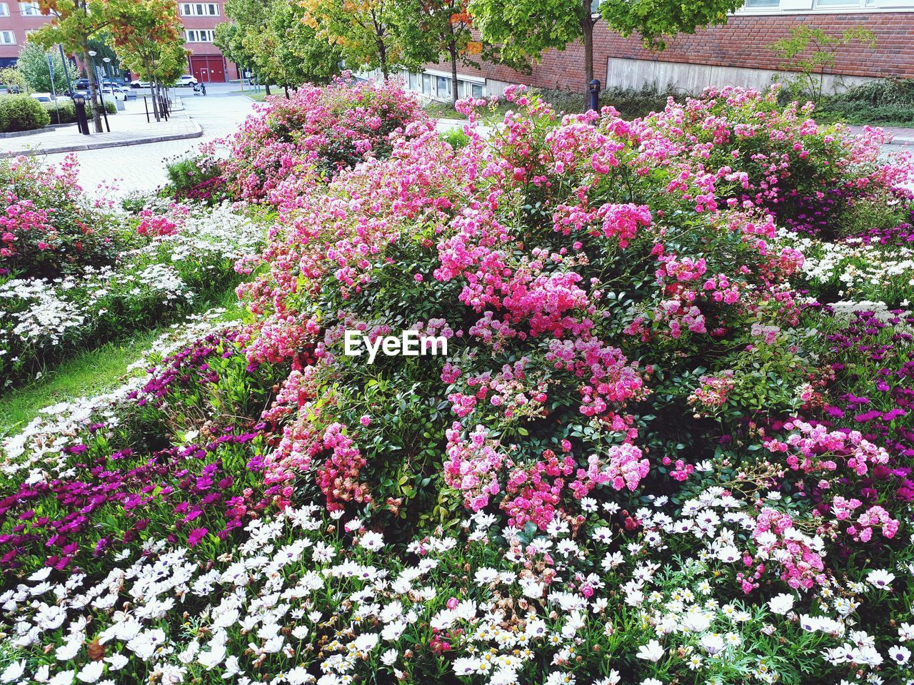 CLOSE-UP OF PINK FLOWERS BLOOMING ON TREE