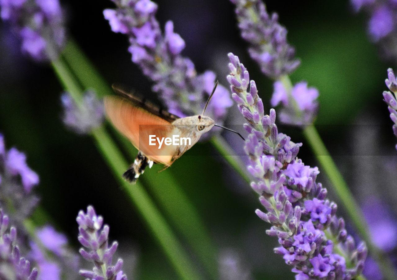 CLOSE-UP OF BUTTERFLY POLLINATING ON PURPLE FLOWERING