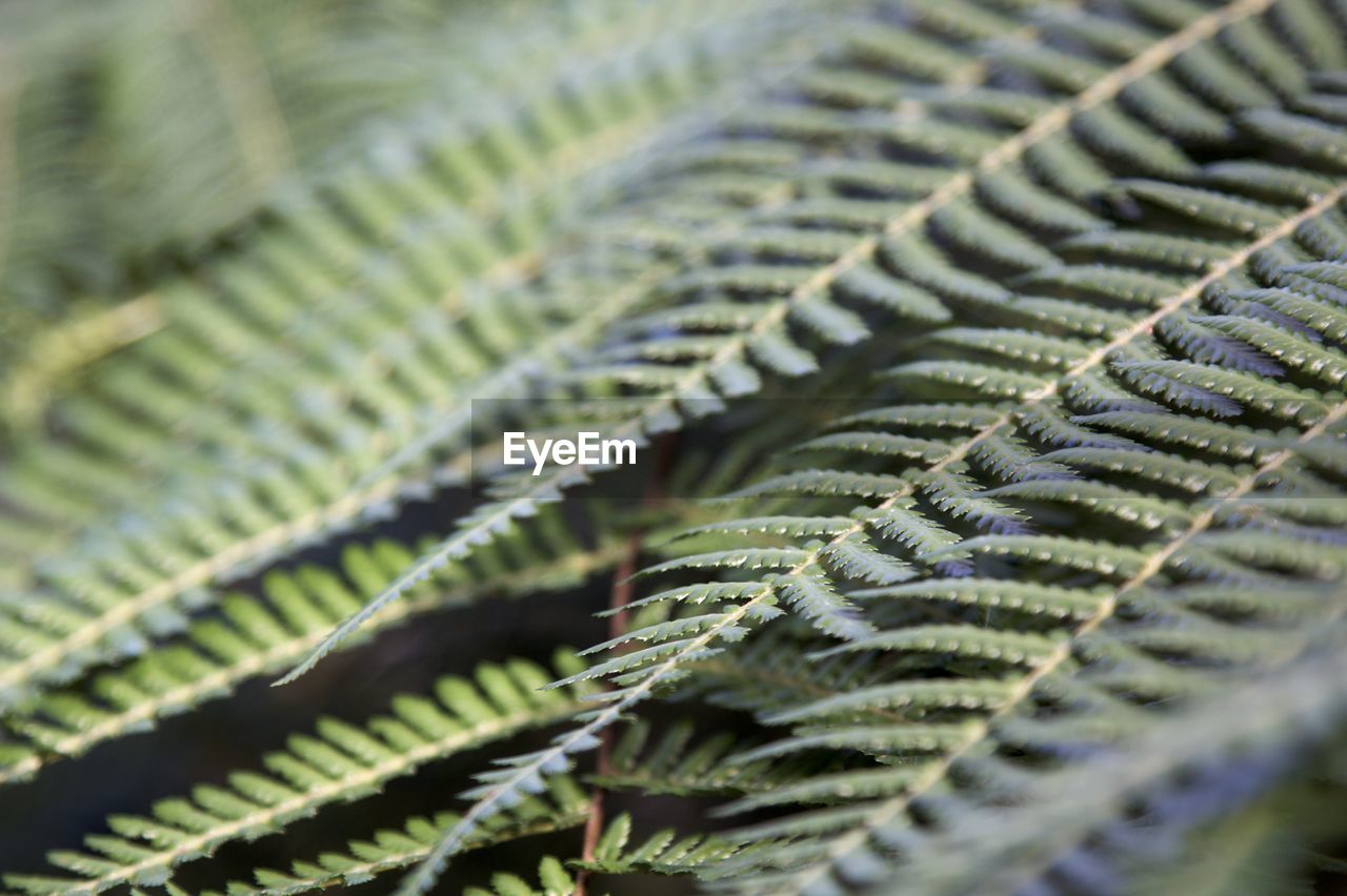 Close-up of fern