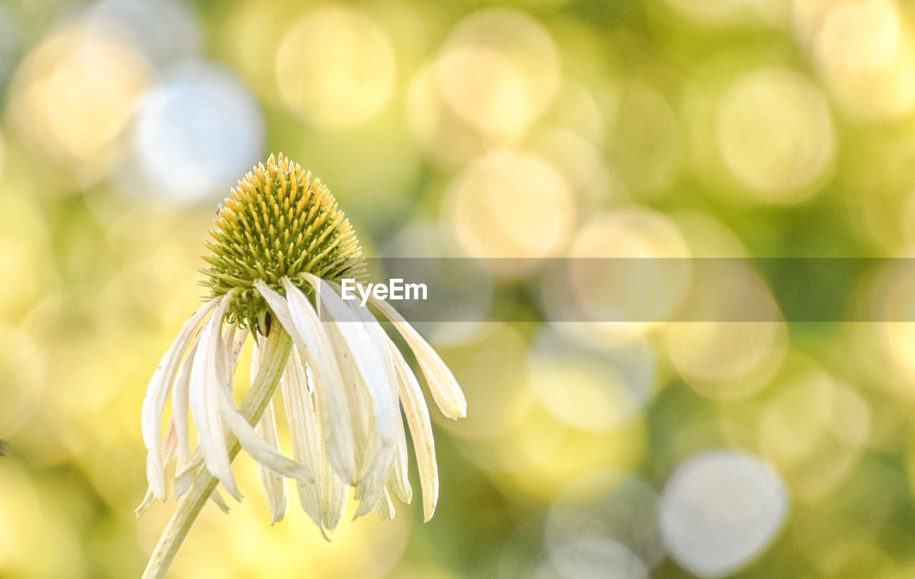 Close-up of flower growing outdoors