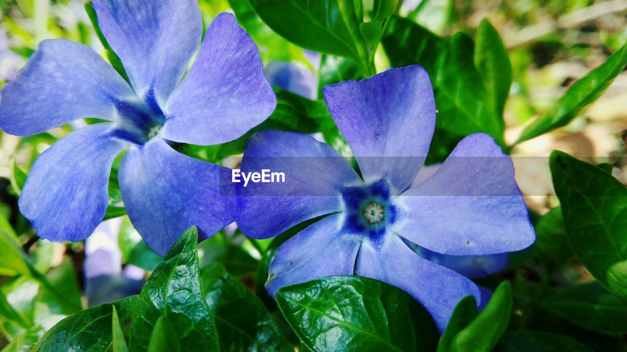 CLOSE-UP OF PURPLE FLOWER BLOOMING