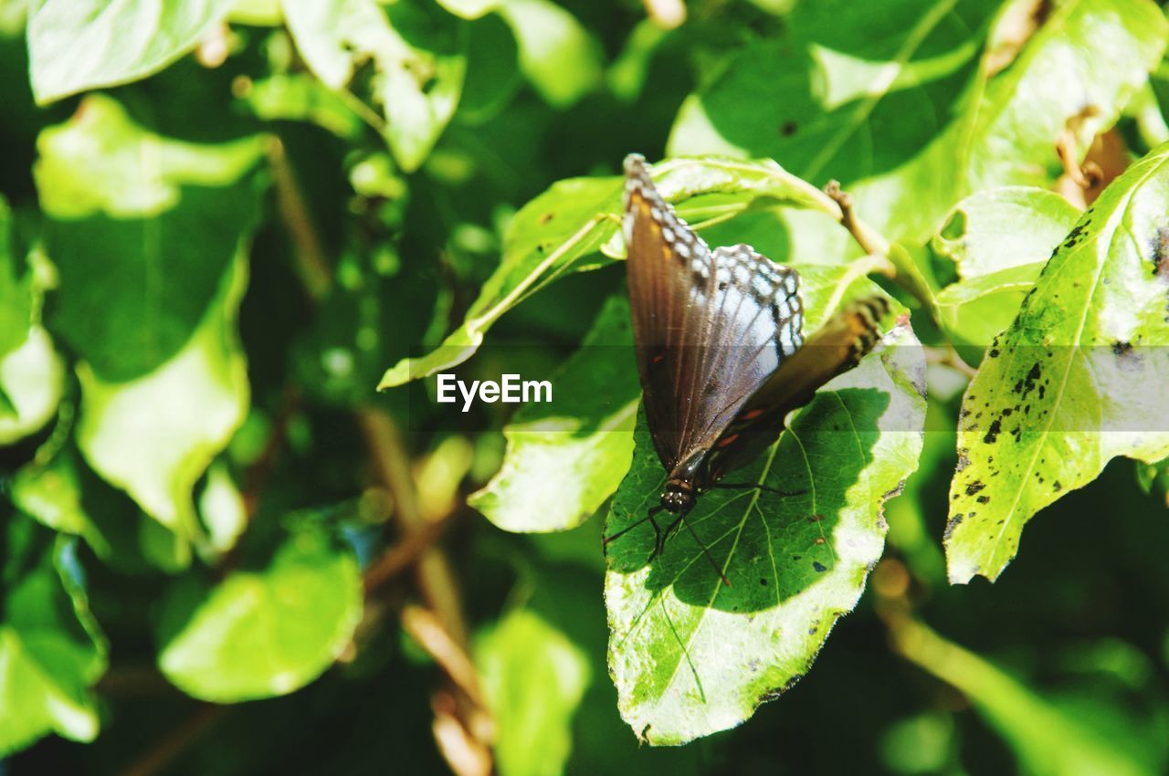 Close-up of butterfly on leaves