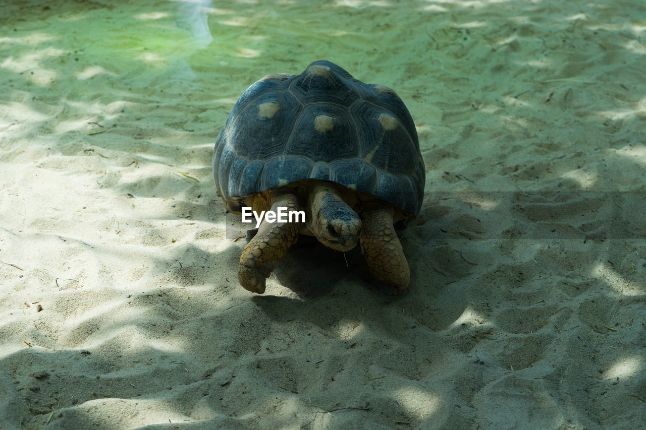 HIGH ANGLE VIEW OF A TURTLE
