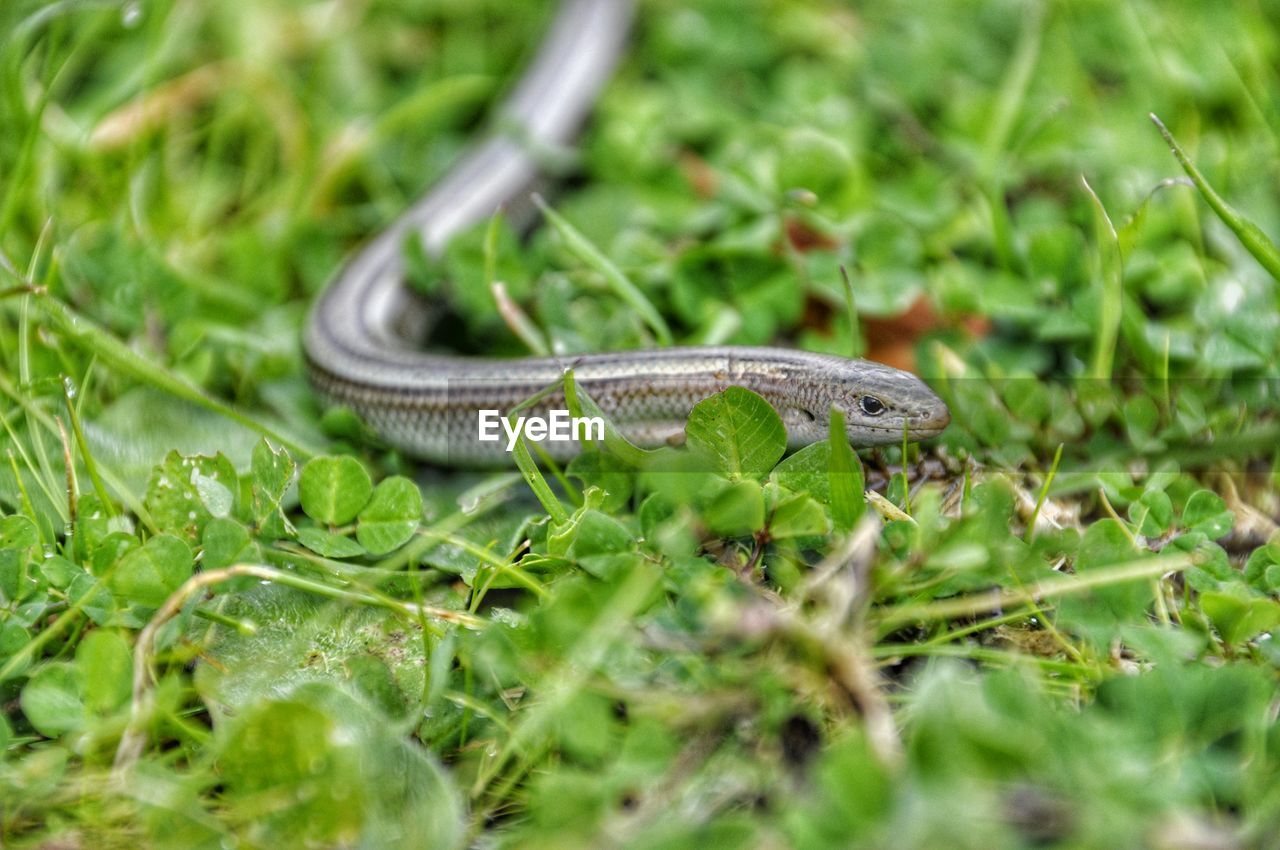 Close-up of snake on grass field