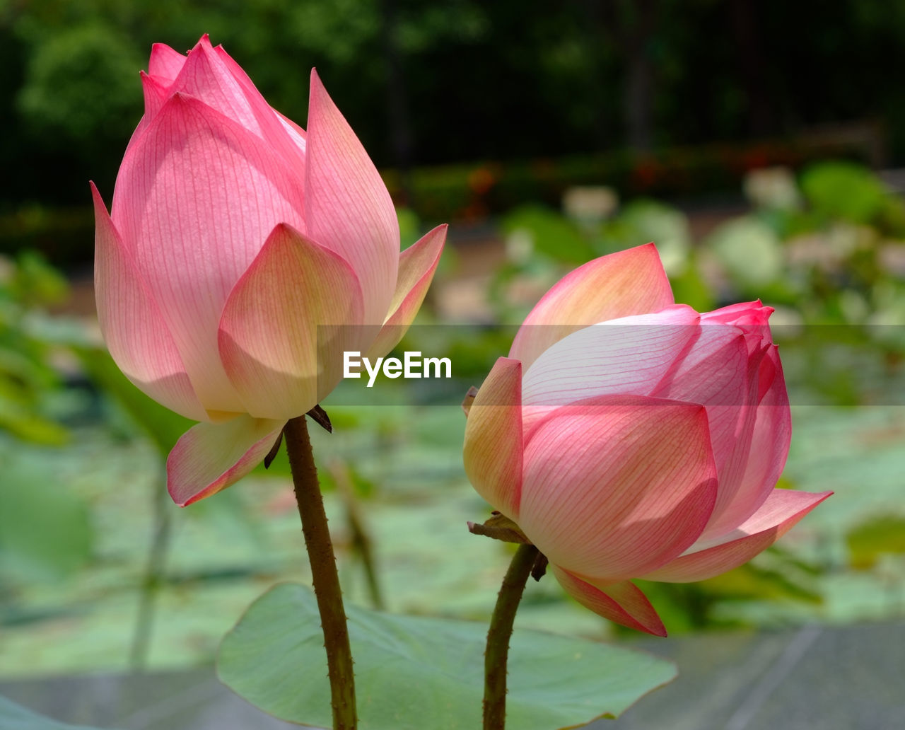 CLOSE-UP OF PINK LOTUS WATER LILY IN GARDEN