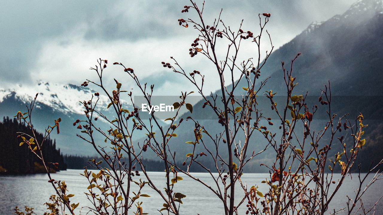 Plants by lake against sky